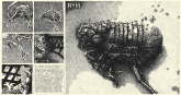 steampunk flea 