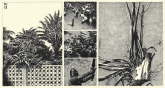 the palm tree garden